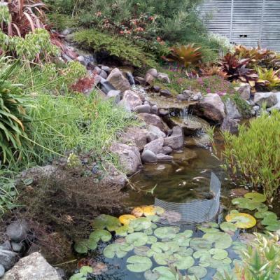 Stream and waterfall fed pond
